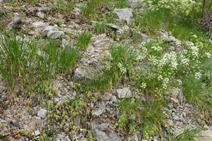 Porast Allium montanum, Sedum album, Seseli osseum a Jovibarba globifera