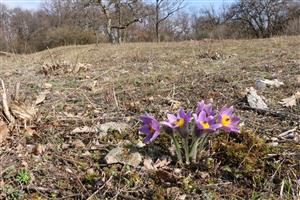 Kvitnúci trs na manažovanom biotope