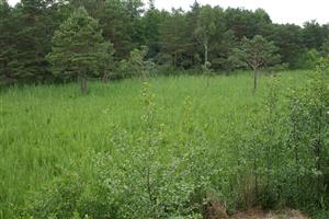 Pohľad na vegetáciu v júni, s vtrúsenými mladými rastlinami Solidago gigantea.