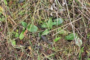 Listové ružice Himantoglossum adriaticum.