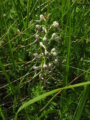 Kvitnúca rastlina Himantoglossum adriaticum.