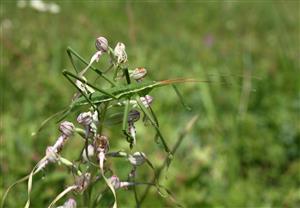 Dva vzácne druhy na lokalite - Himantoglossum adriaticum a Saga pedo.