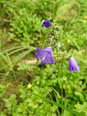 Campanula serrata na lokalite.