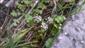 kvitnúce Apium repens