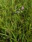 Súkvetie Cirsium brachycephalum v NPR Abrod.