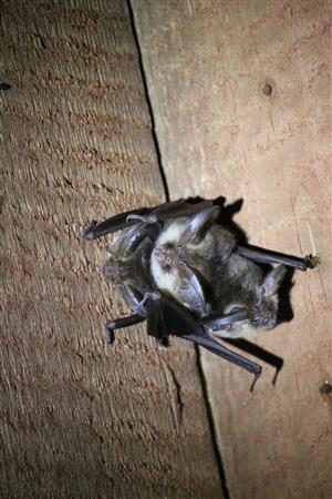 časť kolónie Paur