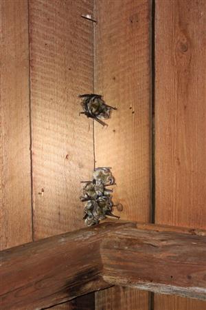 časť kolónie Paur