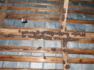 časť zmiešanej kolónie Mema a Reur