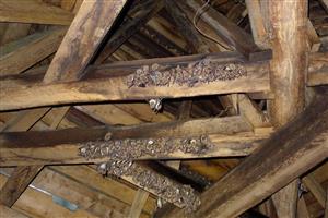 časť kolónie Mmyo vo veži