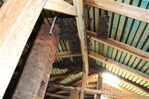 kolónia Mmyo sa vrátila do podkrovia po rekonštrukcii