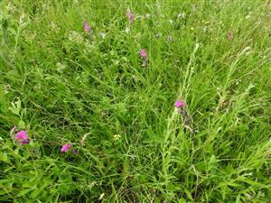 Skupina jedincov Gladiolus palustris v NPR Abrod.