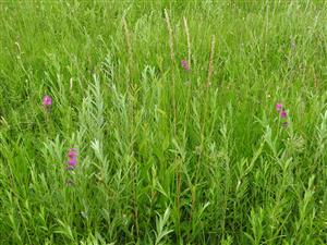 Gladiolus palustris spolu so Salix repens.