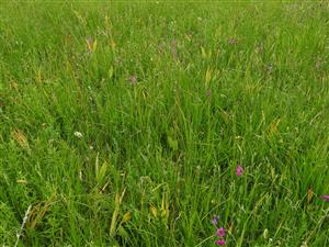 Porast Gladiolus palustris na lokalite.