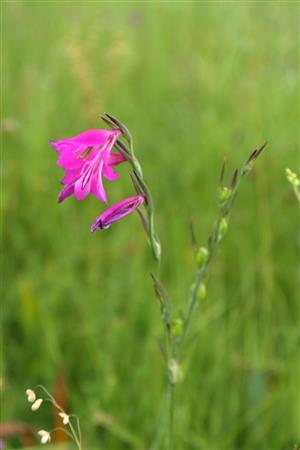 Detail súkvetia Gladiolus palustris.
