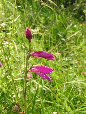 Súkvetie Gladiolus palustris.