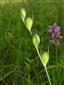 Plodný Gladiolus palustris.