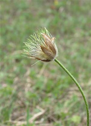 Pulsatilla grandis po odkvitnutí.