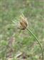 Pulsatilla grandis po odkvitnutí.