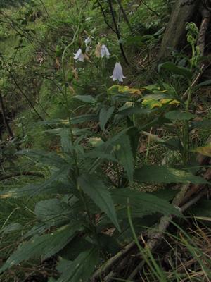kvitnúce jedince Adenophora liliifolia v reliktnej borine