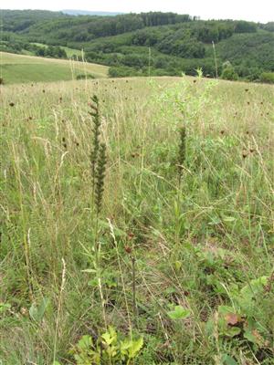 odkvitnuté jedince Echium russicum na kosenej časti