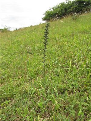 odkvitnutý jedinec Echium russicum na občasne kosenej časti TML