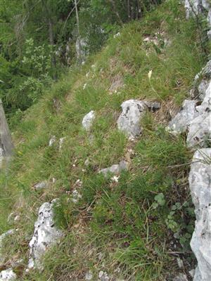 biotop druhu Daphne arbuscula na lokalite