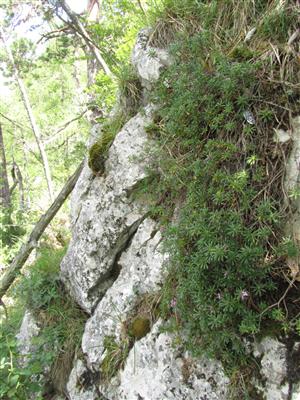 Kvitnúci jedinec Daphne arbuscula na okraji reliktnej boriny