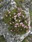 kvitnúci jedinec K1 Daphne arbuscula