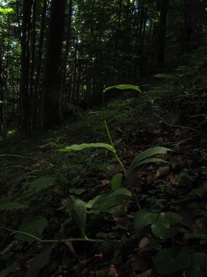 Fertilný jedinec Cypripedium calceolus v TMP