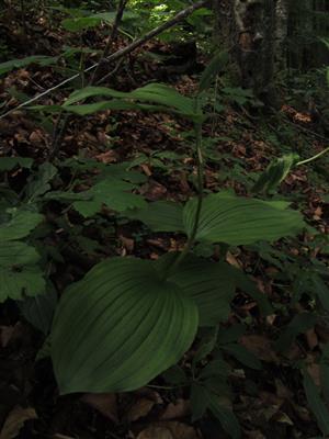 Plodný jedinec Cypripedium calceolus v TMP