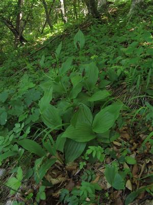 odkvitnutý trs Cypripedium calceolus 
