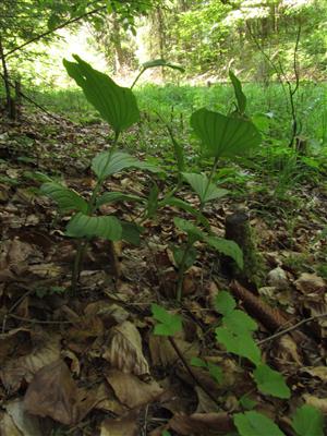 fertilné jedince Cypripedium calceolus na okraji lesa/lesnej cesty