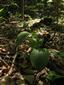sterilné jedince Cypripedium calceolus 