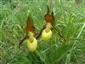 Cypripedium calceolus v J časti TML.