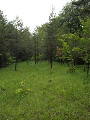 Pohľad na časť TML s rozširujúcim sa porastom borovice lesnej.