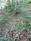TMP druhu Cypripedium calceolus v TML