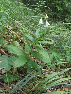 kvitnúci jedinec Adenophora liliifolia