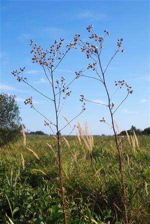 Cirsium brachycephalum