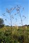 Cirsium brachycephalum