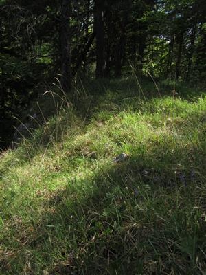 Biotop druhu Pulsatilla subslavica