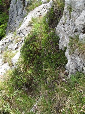 Biotop Daphne arbuscula na lokalite