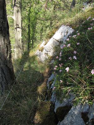 Kvitnúci trs Daphne arbuscula v spodnej časti TMP