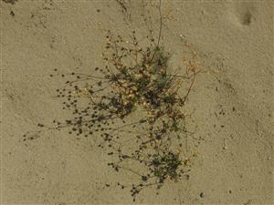 Spergula morisonii.