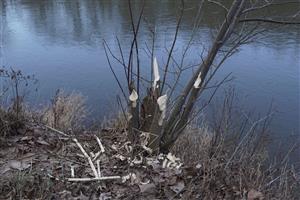 zhryzený javorovec