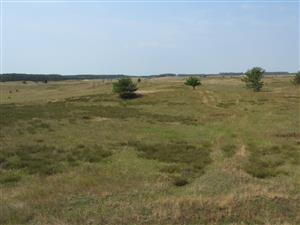 Pohľad na plochu s mozaikou biotopov 2340 (Pi1), 4030 (Kr1) a 6260 (Tr4).
