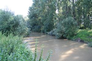 Torysa s vrbovymi krovinami a monokultúrou topoľa