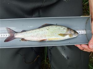 Thymallus thymallus