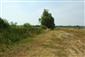 Horná časť TML, hustá makrofytná vegetácia (Typha latifolia) bude v budúcnosti limitujúcim faktorom výskytu C. ornatum