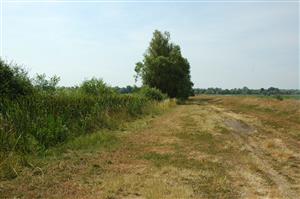 Horná časť TML Balog n/I, hustá makrofytná vegetácia (Typha latifolia) bude v budúcnosti limitujúcim faktorom výskytu C. ornatum.