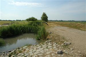 Horná časť TML Balog n/I, pokosené a spásaná provobrežná inundácia, vhodný manažment okolia biotopu C. ornatum